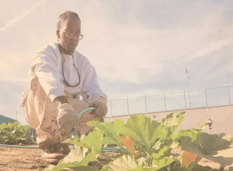 A photo of L pulling a weed from a garden of leafy greens in a prison yard.