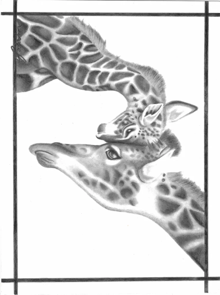 A black and white pencil drawing of a fully grown giraffe and a baby giraffe touching foreheads, done by Lawrence Jenkins.