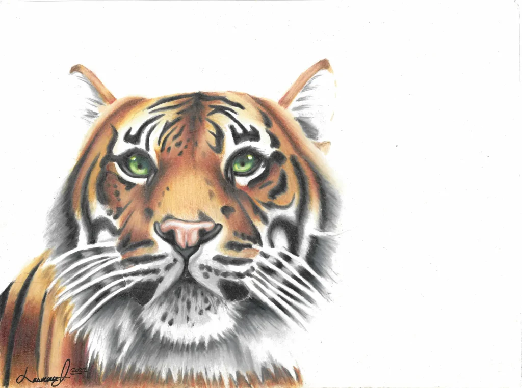 A colored pencil drawing of a Bengal tiger on a white background. Done by Lawrence Jenkins.